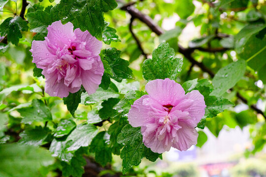 木槿花