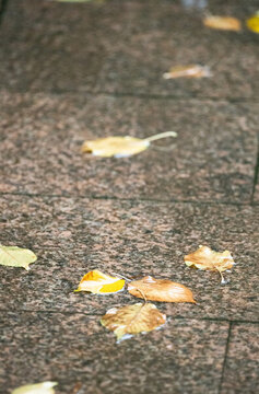 雨中落葉
