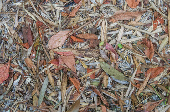 落葉素材背景圖