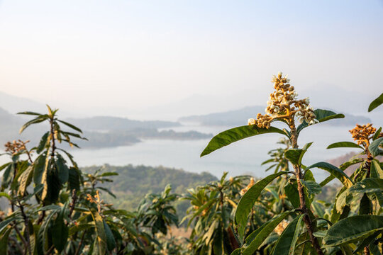 枇杷樹開花