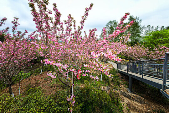 滿山櫻花樹