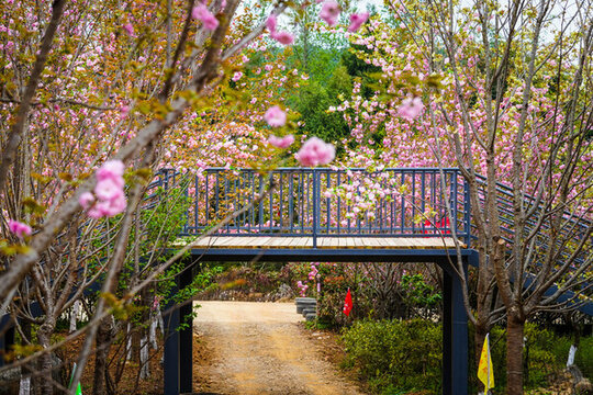滿山櫻花樹