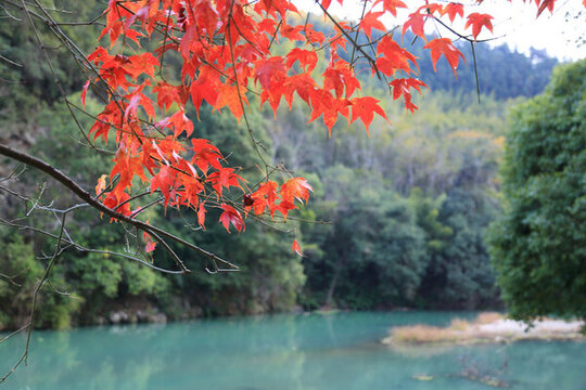 紅葉