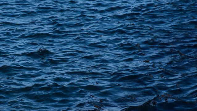 海水