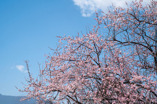 櫻花桃花