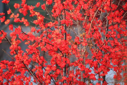 紅梅梅花