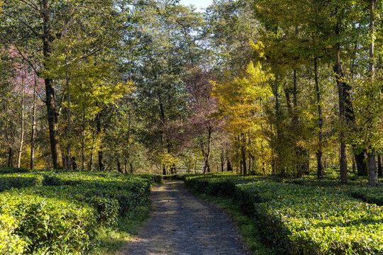 高黎貢山茶園