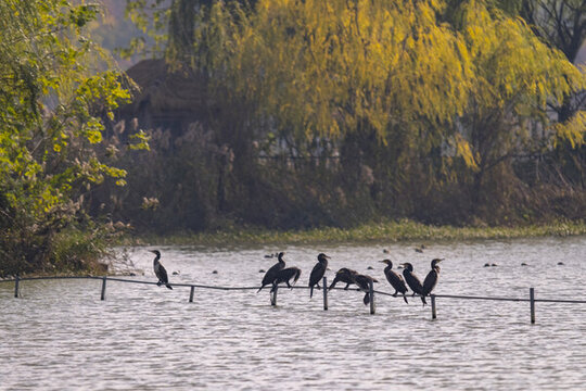 杭州湘湖生態(tài)環(huán)境水鳥鸕鶿風(fēng)光