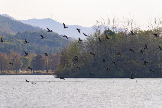 杭州湘湖生態(tài)水鳥風光