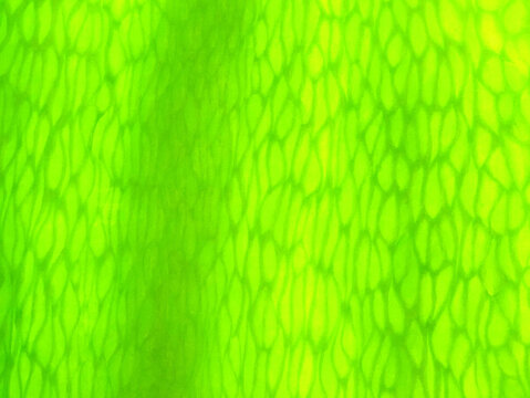 葉脈