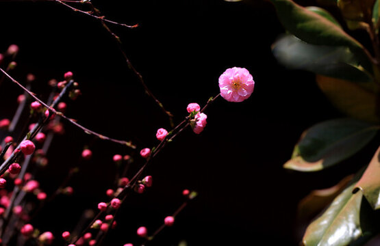 紅花碧桃花朵