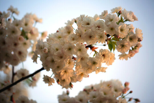 白妙樱花