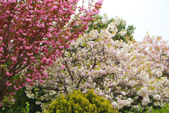 繁花似錦