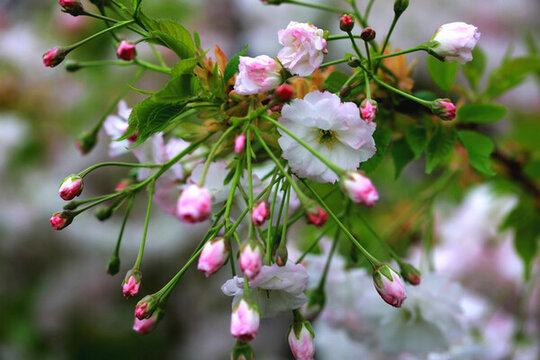 櫻花花蕾