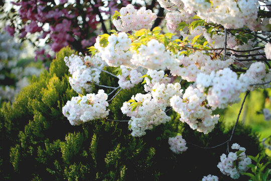 櫻花樹(shù)林