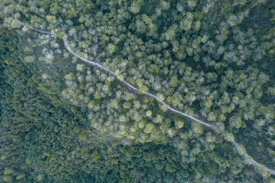 航拍山林樹木步道