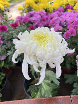 賞菊白菊