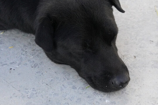 狗
