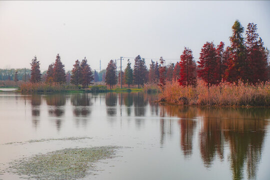 紅杉林