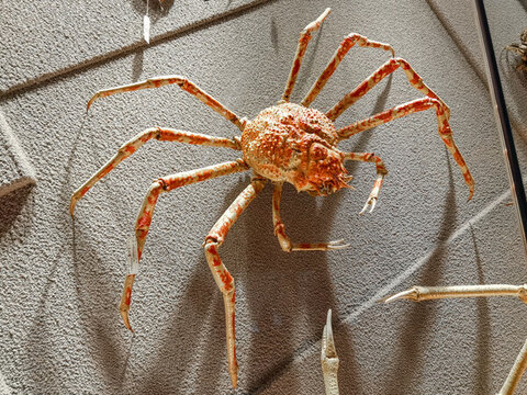 蜘蛛蟹