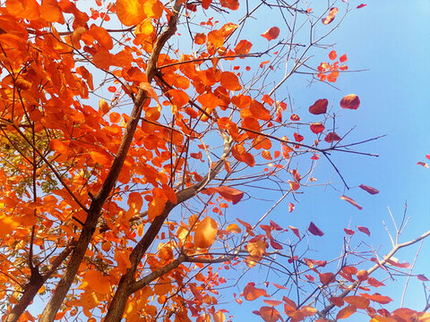 紅葉