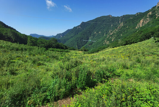 夏日里涼爽的山頂森林