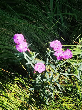 春天花園里的紫色花園