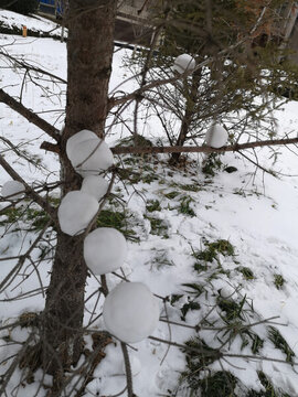 樹上的雪