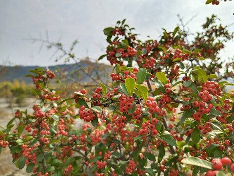 紅果子