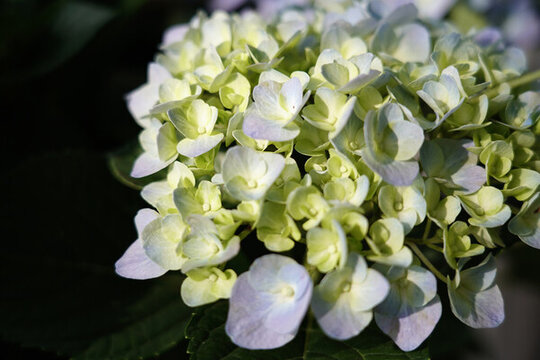 繡球花