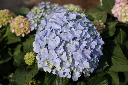 繡球花