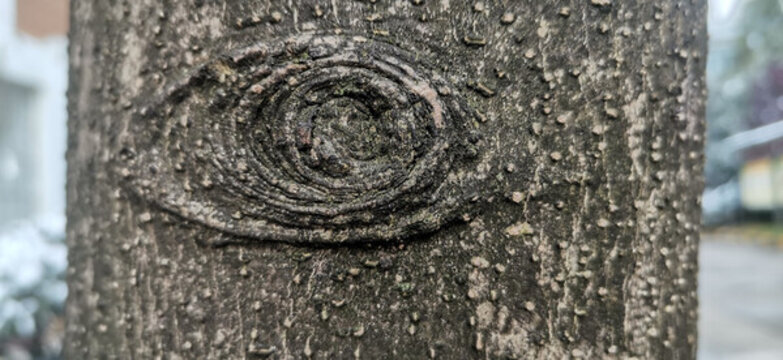 樹眼