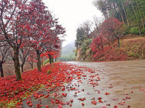 四明山路楓葉