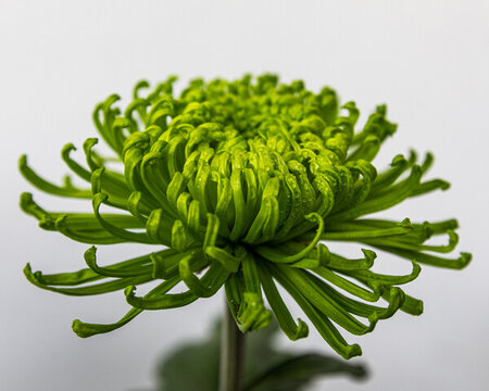 杭州植物園菊花展