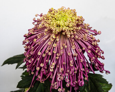 杭州植物園菊花展