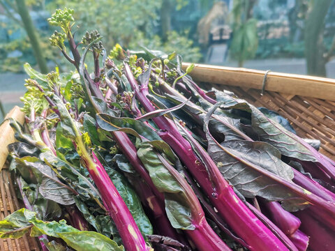 蔬菜蕓菜薹