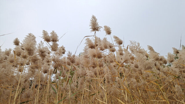 蘆葦花