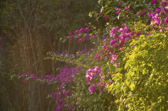 三角梅花枝花叢