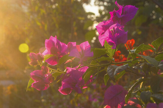 三角梅洋紅花瓣
