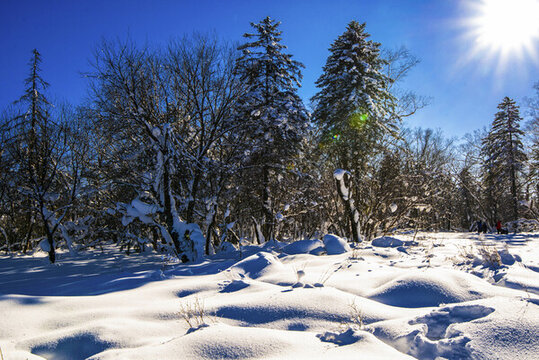 雪景樹林