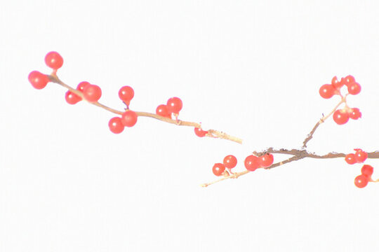 雪中忍冬