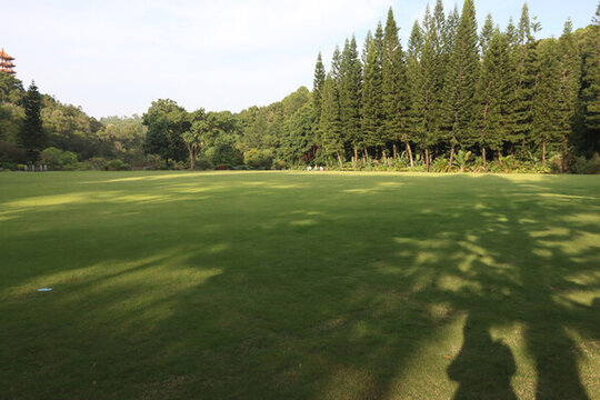 綠草地