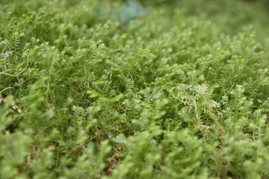綠草