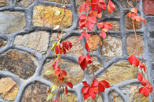 爬山虎紅葉