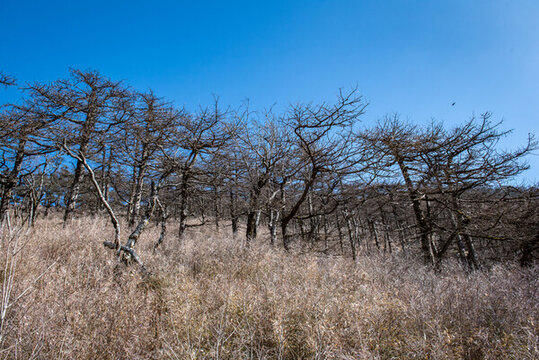朱雀國(guó)家森林公園