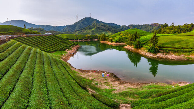 浙江武義石鵝湖有機(jī)茶園風(fēng)光
