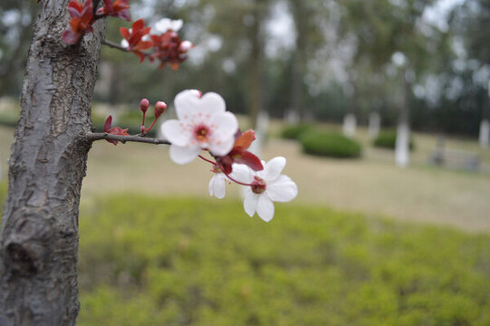 桃花