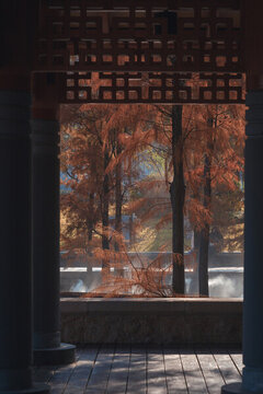 佛山千燈湖公園落羽杉