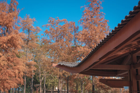 佛山千燈湖公園落羽杉
