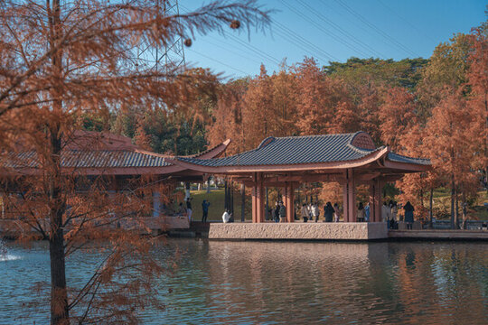 佛山千燈湖公園落羽杉